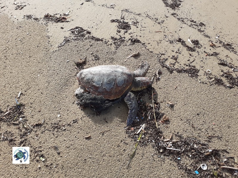 A Sciacca I Volontari Del Wwf Salvano Una Tartaruga Caretta Caretta